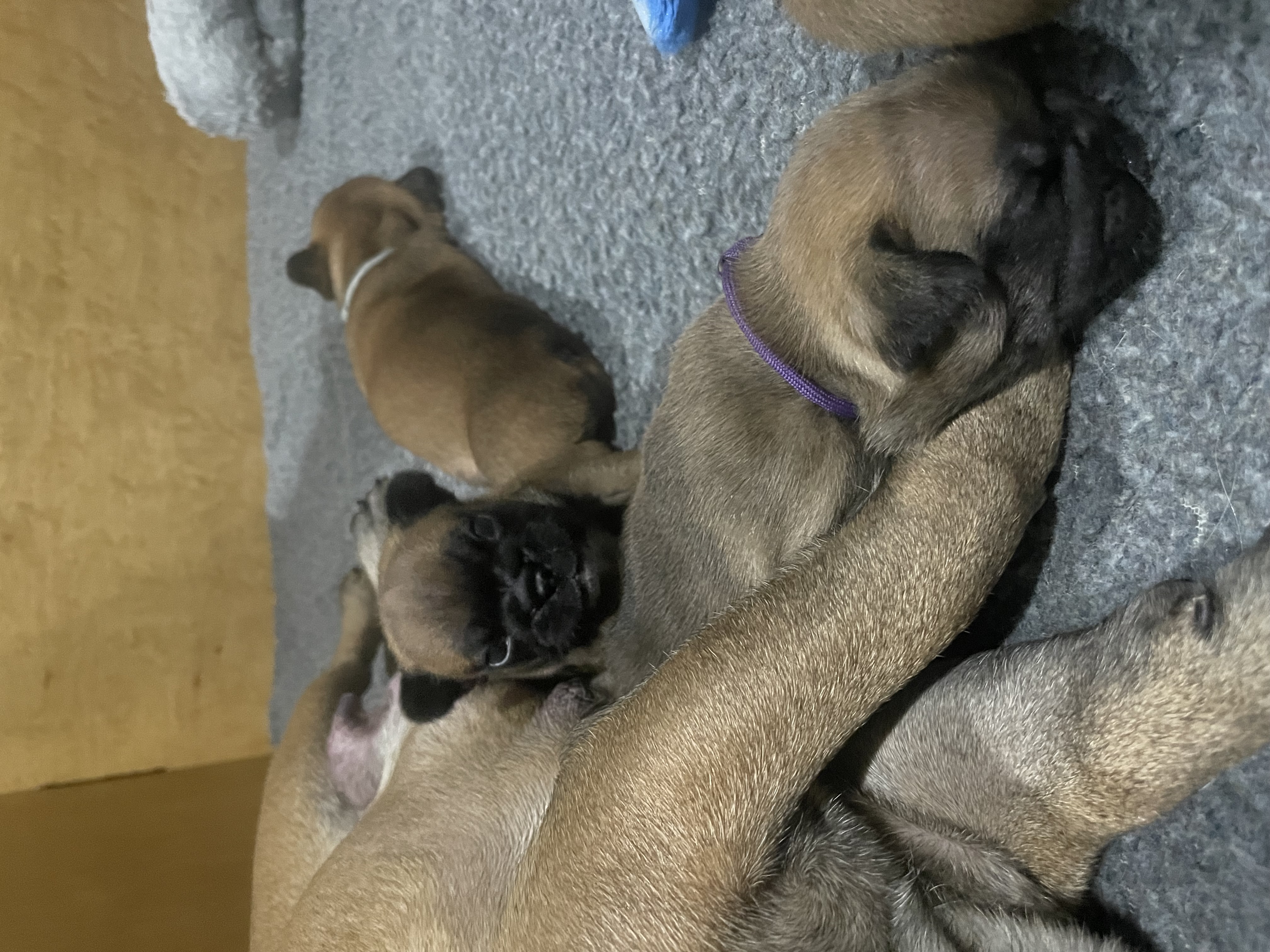 BB x Tucker